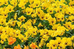 Horned violet (Viola cornuta) in a bed