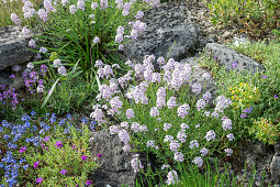 Stonecrop (Aethionema), alpine balsam (Erinus alpinus), Caucasian speedwell (Veronica caucasica) in the rock garden