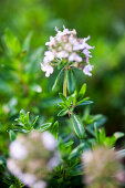 Blooming persimmon thyme (Thymus)