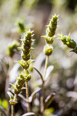 Greek mountain tea (Sideritis scardica)