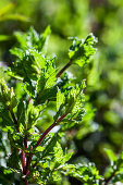 Nahaufnahme von frischen, grünen Thaiminze-Blättern (Mentha species)