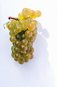 Grapes of the Chardonnay variety