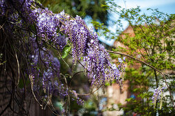 Flowering wisteria (Wisteria) in the city