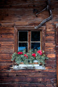 Window with red flowers and fir branches, wooden house