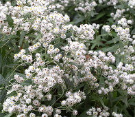 Perlkörbchen in voller Blüte im Garten (Anaphalis)