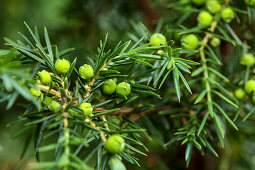 Junger Wacholderstrauch (Juniperus) mit grünen Beeren am Zweig