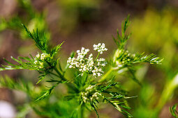 Echter Kümmel (Carum Carvi, Wiesen-Kümmel, Gemeiner Kümmel) im Kräuterbeet im Garten