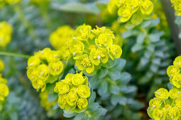 blühende Walzen-Wolfsmilch (Euphorbia myrsinites)