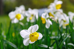 Butterfly daffodils (Narcissus Jeanne d Arc)