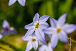 Uniflorous spring starflower (Ipheion uniflorum, starflower)