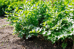 Lovage (Levisticum officinale, Maggi herb, garden lovage) in the herb bed