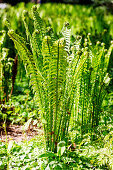 Borstiger Schildfarn (Polystichum setiferum), Grannen-Schildfarn, Farnwedel beim Ausrollen im Garten