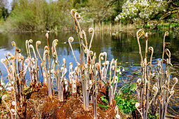 Königs-Rispenfarn (Osmunda regalis) am Teichufer, Farnwedel beim Ausrollen im Frühjahr