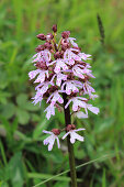 Purple Orchid (Orchis purpurea), portrait