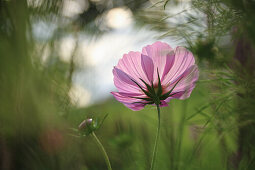 Rosa Schmuckkörbchen, Cosmee (Cosmos bipinnatus), Cosmeablüte, Portrait