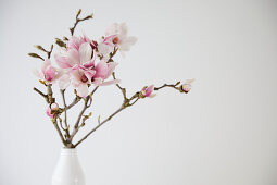 Magnolia branch in white vase in front of white wall