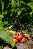 Freshly harvested tomatoes in a wire basket