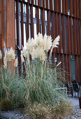 Pflanzung mit Pampasgras (Cortaderia selloana) vor moderner Fassade im Herbst