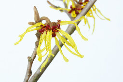 Blüten der Zaubernuss (Hamamelis x intermedia) vor weißem Hintergrund