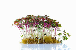 Shiso-Sprossen (Microgreens) auf Pflanzsubstrat