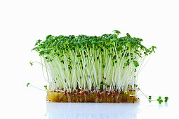 Mustard cress sprouts (microgreens) on planting substrate