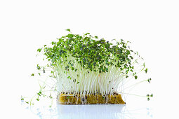 Mizuna-Sprossen (Microgreens) auf Pflanzsubstrat