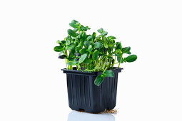 Sunflower sprouts (microgreens) in a pot