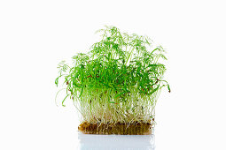 Fenchelsprossen (Microgreens) auf Pflanzsubstrat