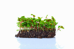 Sorrel microgreens on planting substrate