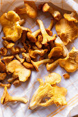 Fresh chanterelles on kitchen towel