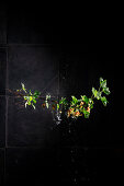 Twig with redcurrants and water droplets