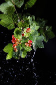 Branch with redcurrants and drops of water