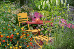  Bee-friendly combination of cat&#39;s tail, lantana, Patagonian verbena, anise hyssop \n\n 