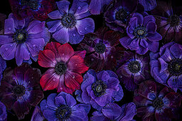 Kronen-Anemonen (Anemone coronaria) in Rot-, Blau- und Violetttönen, Hintergrundbild