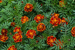 Rote Studentenblume, Tagetes (Tagetes) im herbstlichen Garten