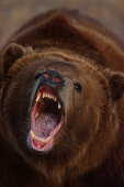 Kodiakbär (Ursus arctos middendorffi), Unterart des Braunbär, Kodiak-Insel, Alaska, USA