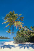 Sandy beach with palm trees, Man in a palm tree, Aitutaki Lagune, Cook Islands, South Pacific