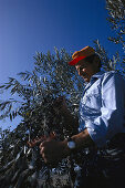 Olivenernte, Abruzzen Italien