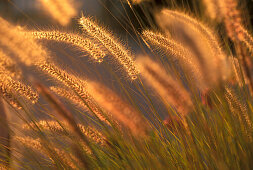Blades of grass in the evening light, Namibia, Africa