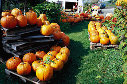 Pumpkin farm, Prov. New Brunswick Canada