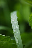 Blade of grass with dewdrops