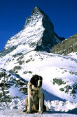 Bernhardiner vorm Matterhorn 4478m, Zermatt, Schweiz