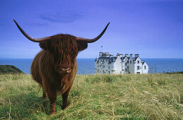 Scottisches Hochlandrind bei Dunbeath Castle, Caithness, Schottland, Großbritanien