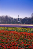 Blumenmeer bei Keukenhof, Lisse, Niederlande