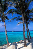 Palm beach of Melia Hotel, Varadero, Cuba, Caribbean, America