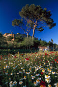 Blumenwiese mit Margeriten und Mohnblumen, Murlo, Siena, Toskana, Italien