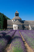 Abtei von Senanque und Lavendelfeld unter blauem Himmel, Vaucluse, Provence, Frankreich, Europa
