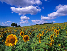 Field of sunflowers, Chianti Tuscany, Italy