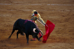 Mann und Stier bei Stierkampf, Corrida de Toros, Jerez de la Fronere, Provinz Cadiz, Andalusien, Spanien, Europa