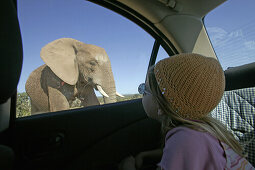 Mädchen beobachtet Elefant durchs Autofenster, Addo Elephant Park, Eastern Cape, Südafrika